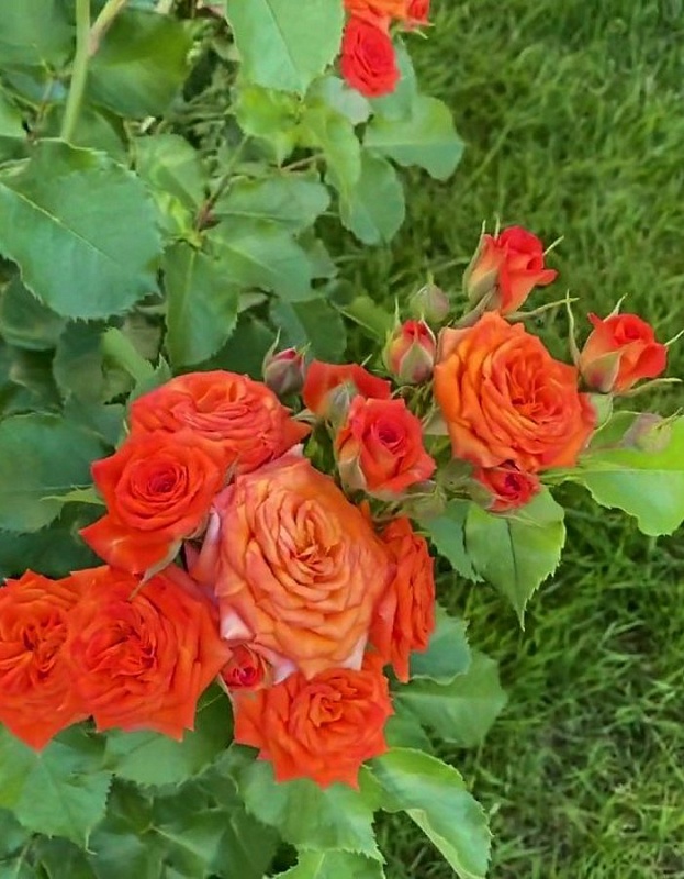 Роза спрей Герой