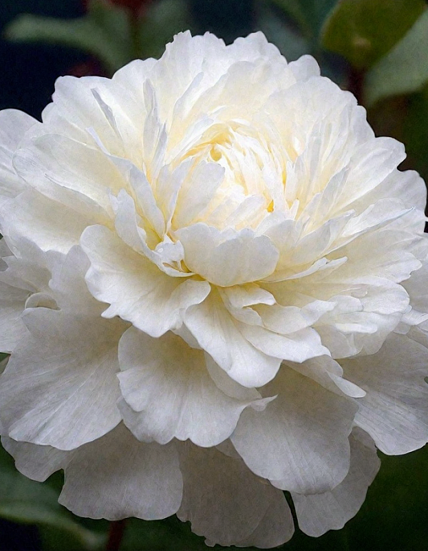 Пион травянистый Уайт Тауэрс