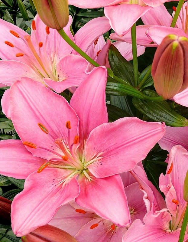 Лилия Фокстрот 