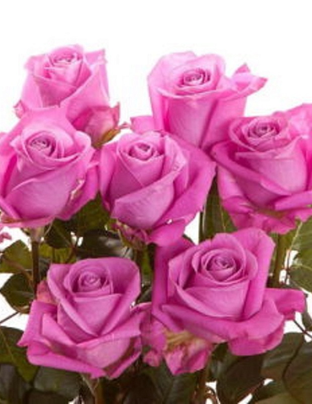 Роза чайно-гибридная Пинк Эксплорер 