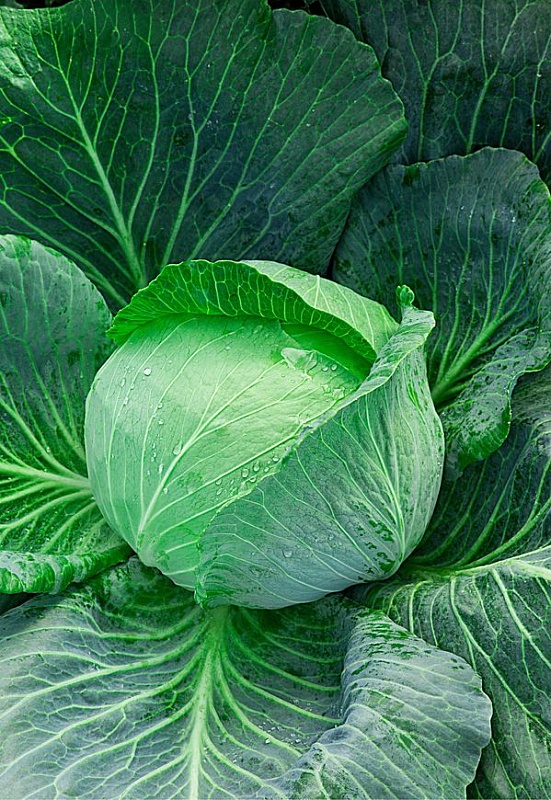 Капуста белокочанная Юбилей  F1 10 шт цв.п.