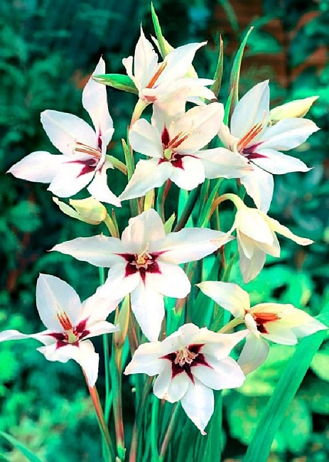 Гладиолус Каллиантус Мюриэль (Ацидантера) 