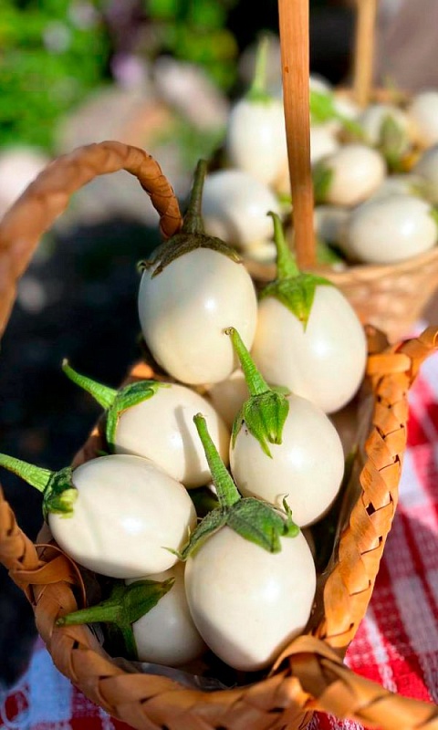 Баклажан Яйцевидный (УД) 20 шт цв.п.