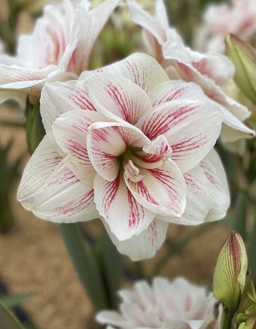 Амариллис Акуаро 