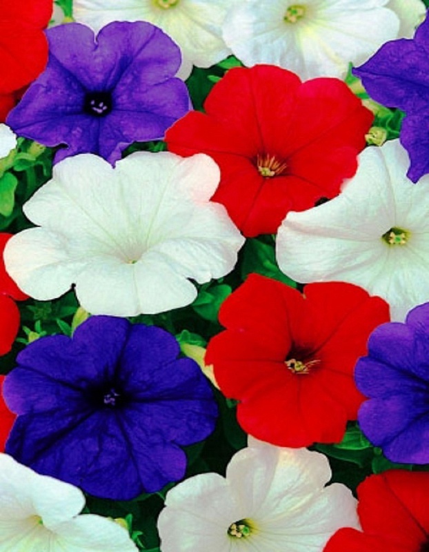 Петуния Государство Российское (УД) 0,05 гр