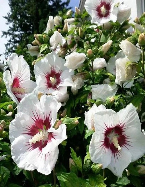 Гибискус сирийский Матильда 1 шт Р9