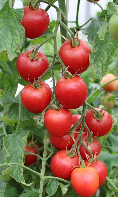 Томат Медовый Миллион черри (УД) 20шт цв.п.