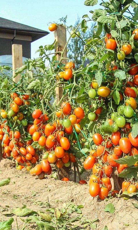 Томат Чудо на засол (УД) 20 шт цв.п