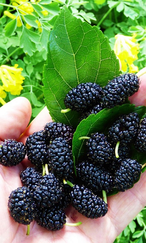 Шелковица(тутовник) Черная (УД) 0,15 гр