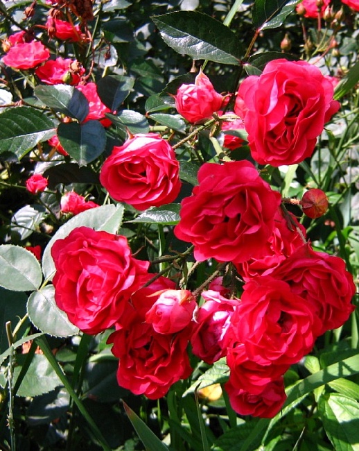 Роза кустовая Робуста