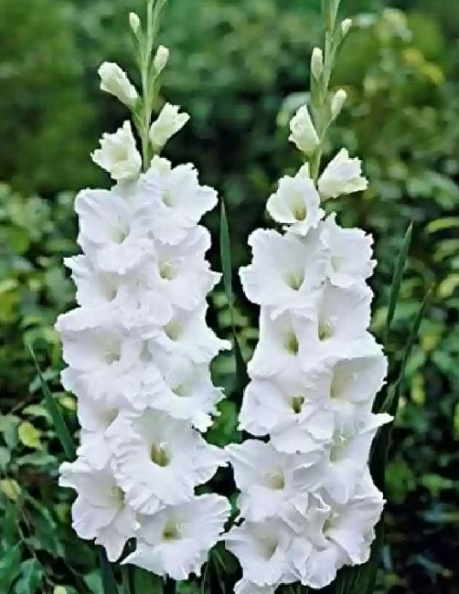 Гладиолус Амстердам 