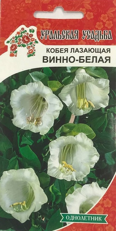 Кобея лазающая Винно-белая (УД) 3 шт цв п