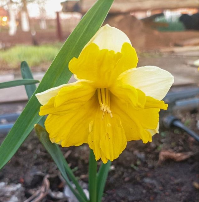 Нарцисс Банана Дайкири 1 уп.(2 шт.)