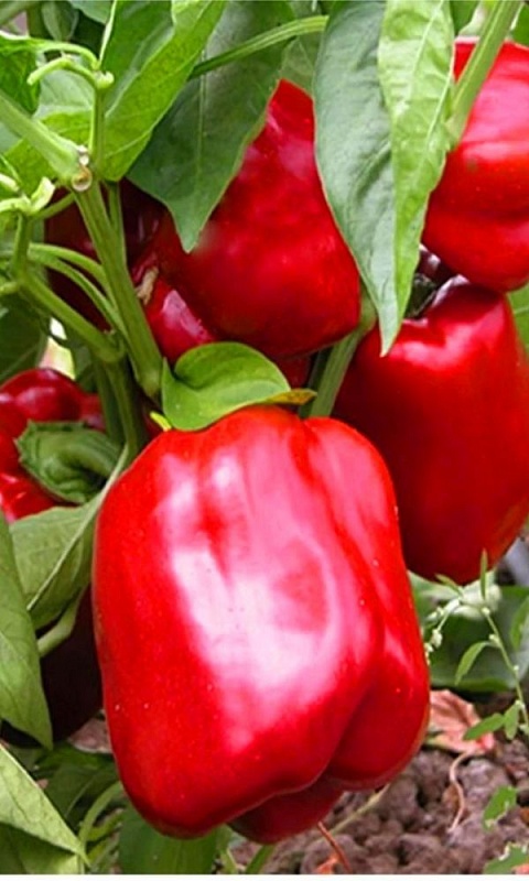 Перец сладкий Калифорния Вондер Ред (УД) 20 шт. цв.п.