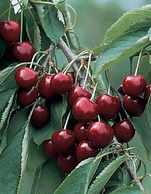 Черешня Мичуринка