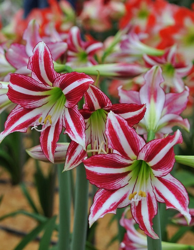 Амариллис Сантьяго