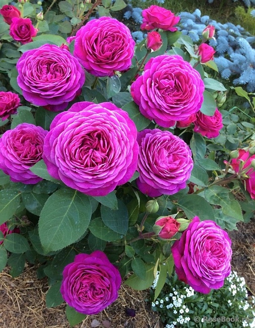 Роза флорибунда Хайди Клум