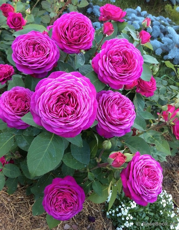 Роза флорибунда Хайди Клум