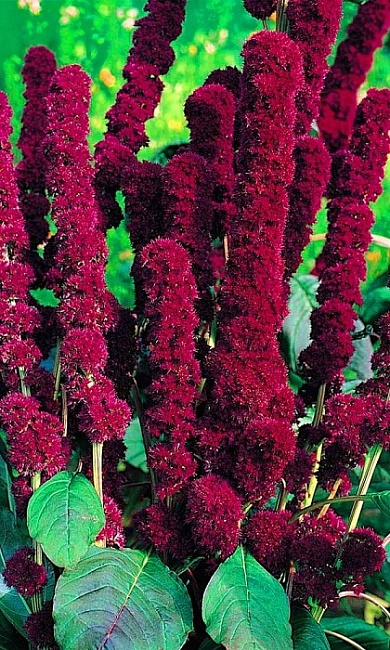 Амарант Ред Кафедрал (УД) 0,15 гр цв п