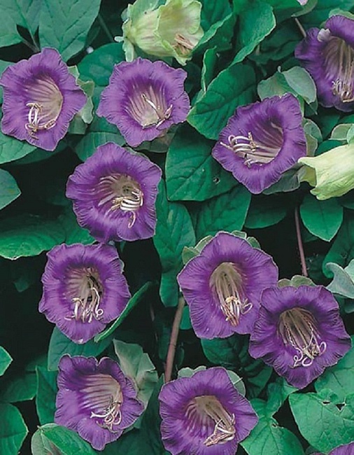 Кобея лазающая Завеса тайны (УД) 3 шт цв п