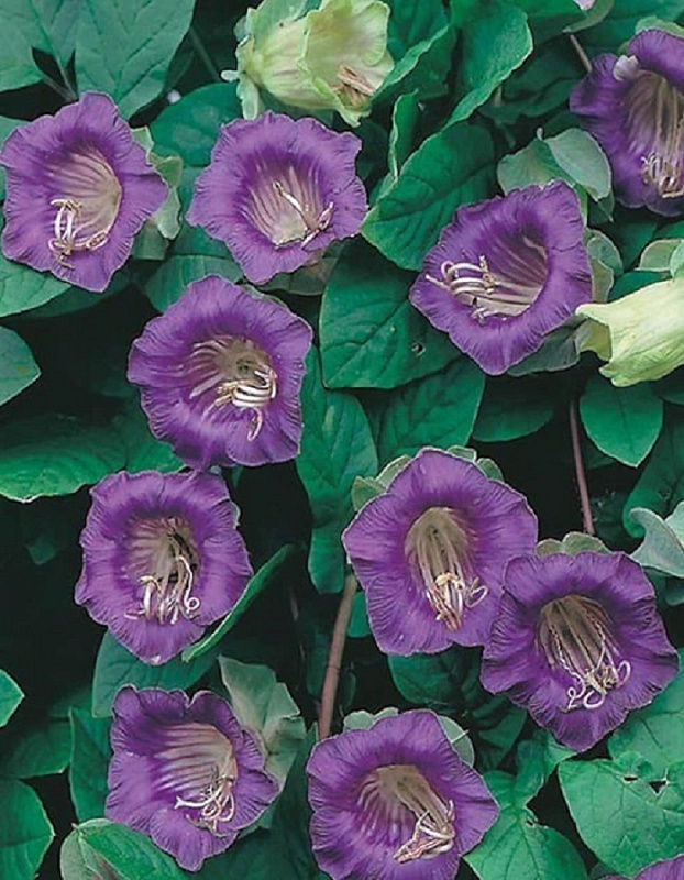 Кобея лазающая Завеса тайны (УД) 3 шт цв п