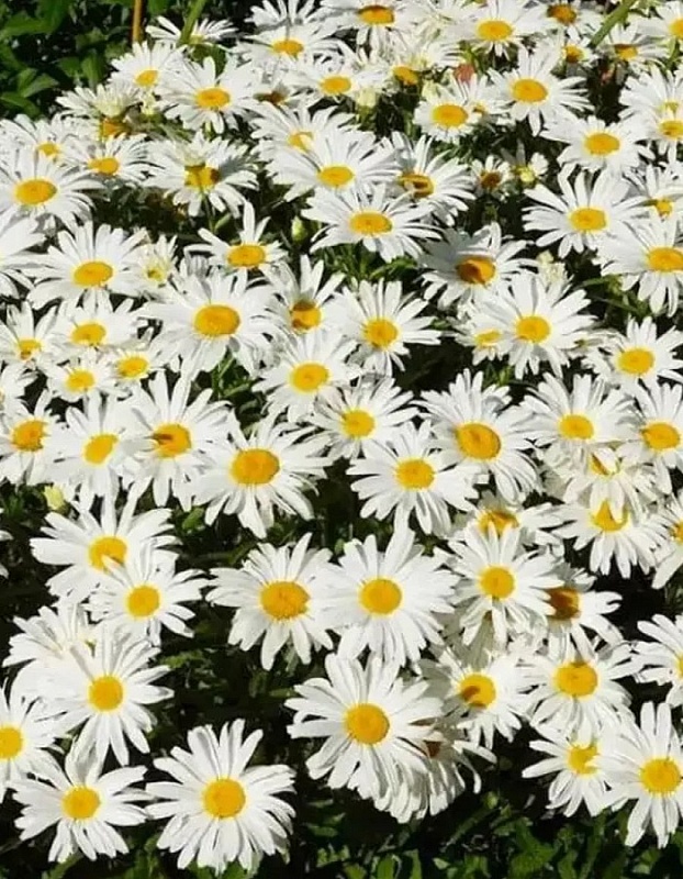 Нивяник наибольший Серебряная принцесса (УД) 0,15 гр цв п