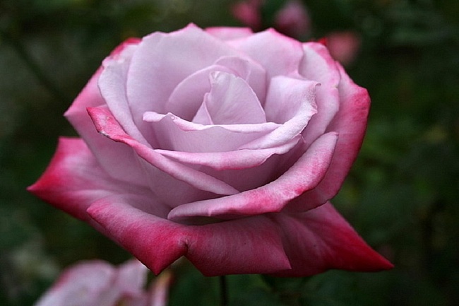 Роза чайно-гибридная Парадиз 1 шт