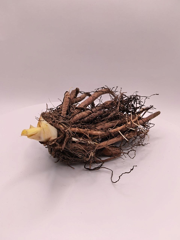 Лилейник Дарла Анита