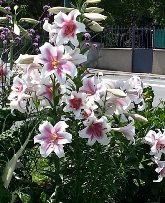 Лилия Лонгифлорум Цирано 