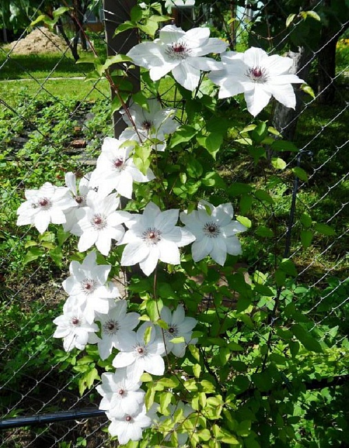 Клематис Фую-Но-Таби 1 шт Р9