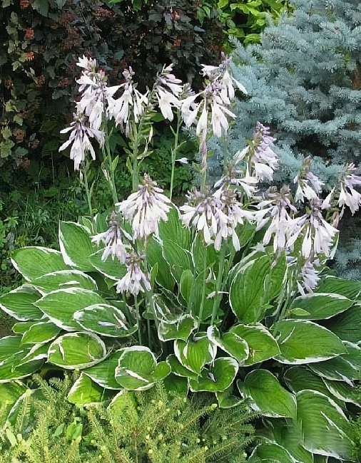 Хоста Альбомаргината 