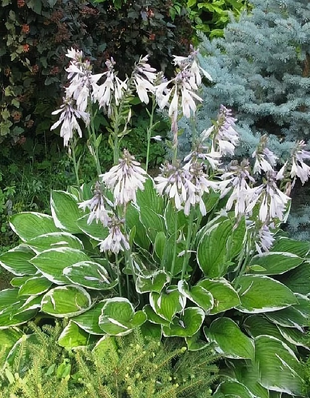 Хоста Альбомаргината 