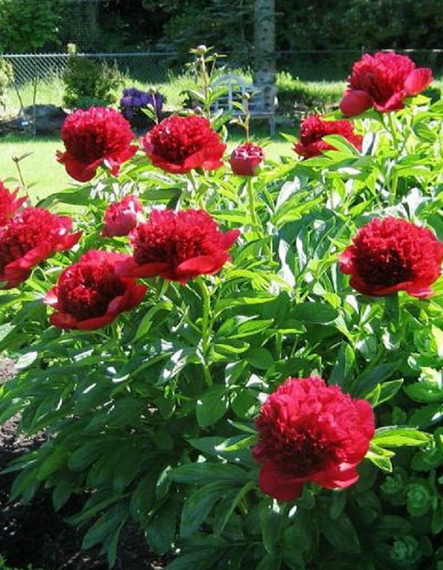 Пион травянистый Комманд Перфоманс 1 шт