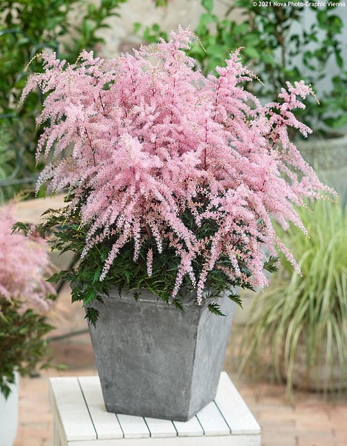 Астильба Супер Спрайт