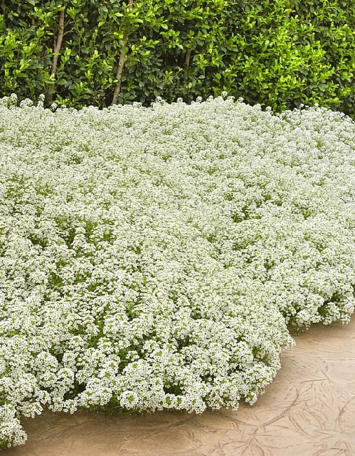 Алиссум (лобулярия) Снежный ковер (УД) 0,1 гр цв п