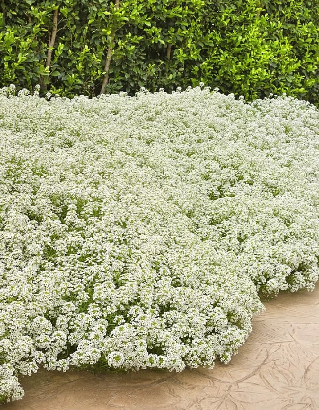 Алиссум (лобулярия) Снежный ковер (УД) 0,1 гр цв п