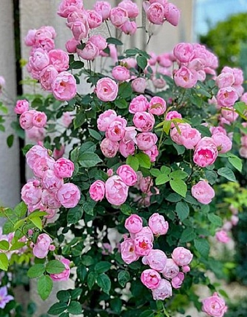 Роза плетистая Жасмина