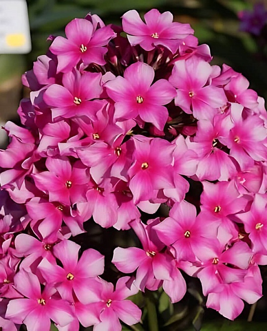 Флокс Мисс Элли 1 шт Р9