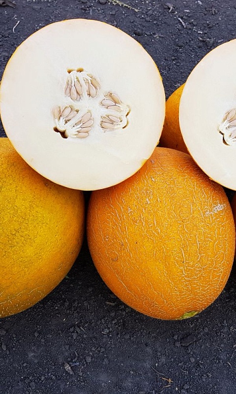 Дыня Младка-сладка (УД) 10 шт, цв.п.