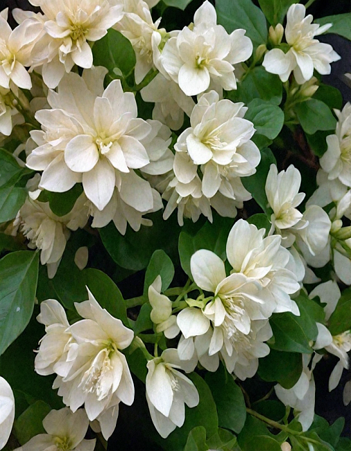 Чубушник Манто Д'Эрмин 1 шт Р9