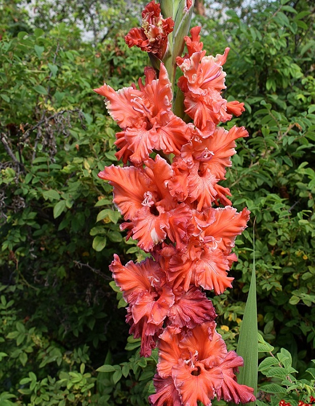 Гладиолус Корал Круш 