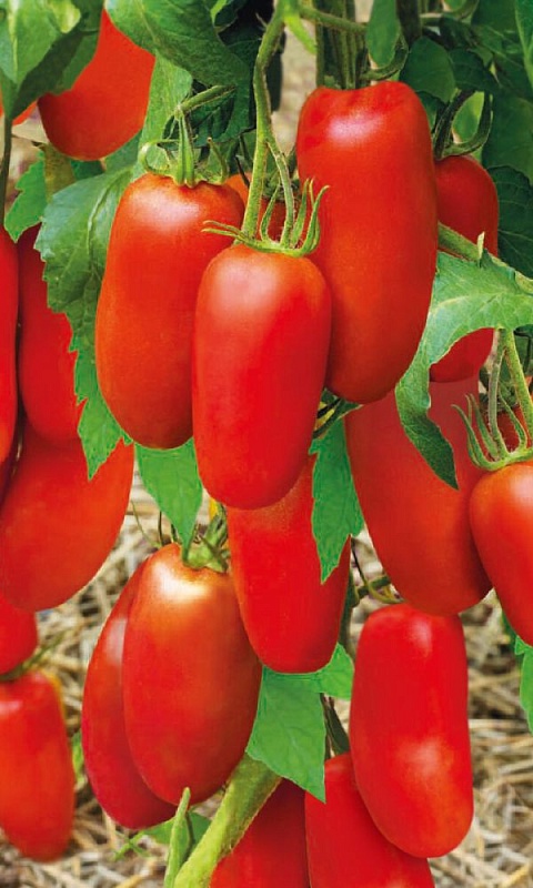 Томат Царевич (УД) 20 шт