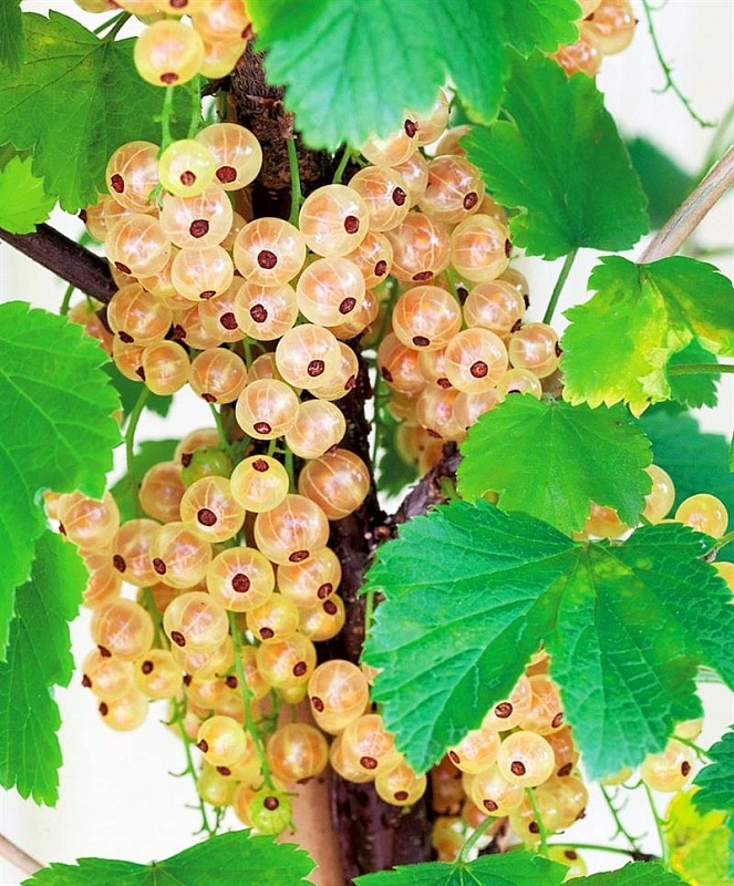 Смородина белая Смольяниновская 