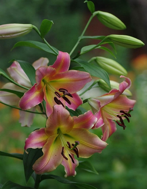 Лилия Он Стейдж 