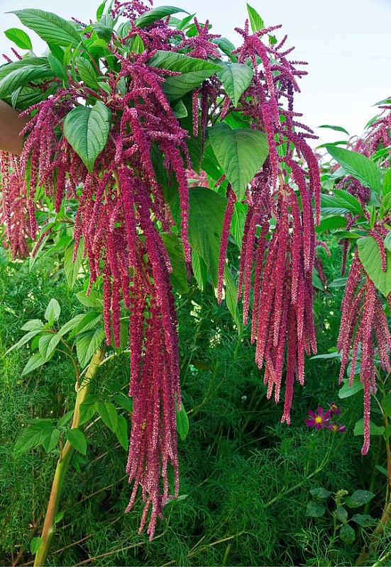 Амарант метельчатый Вишневый джем  0,1 гр