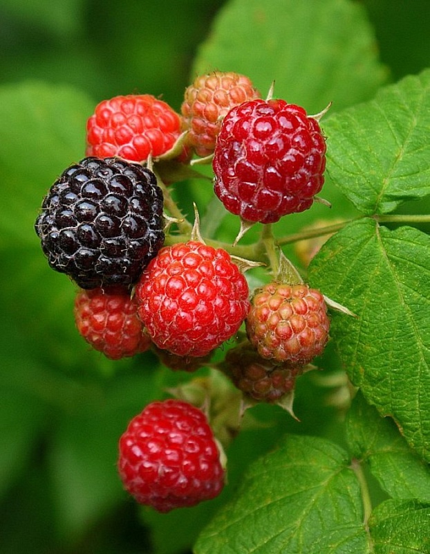 Малина Блэк Джевел