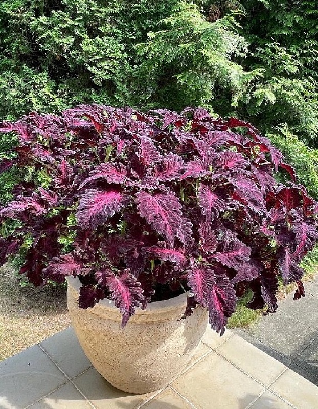 Колеус блюме Блэк дракон (Аэлита) 5 шт цв п