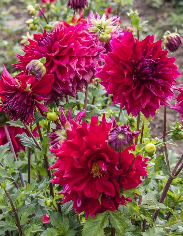 Георгина Зорро 1 шт