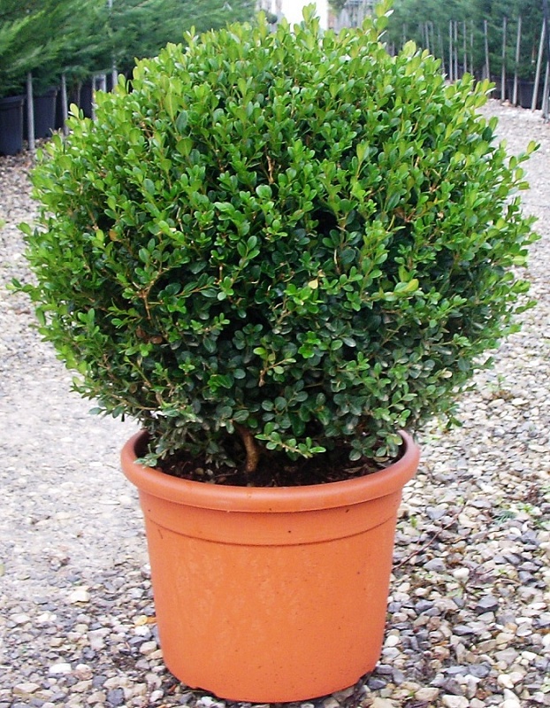 Самшит мелколистный Фолкнер 1 шт Р9