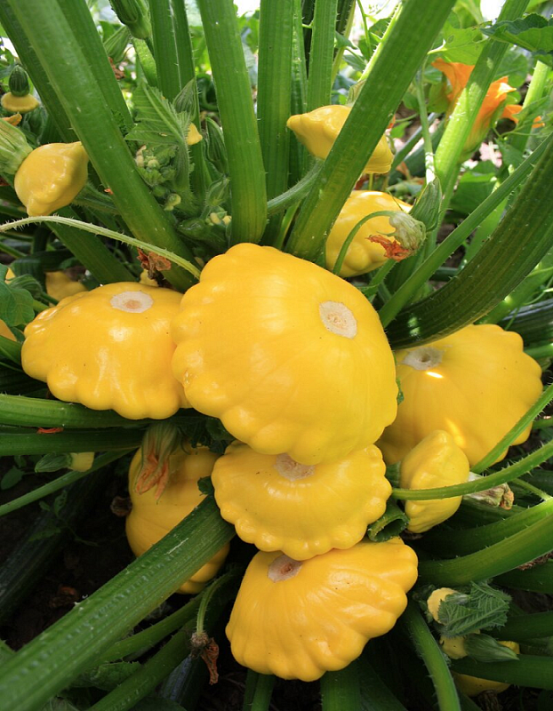 Патиссон Солнышко (Марс)(УД) 1 гр б.п.